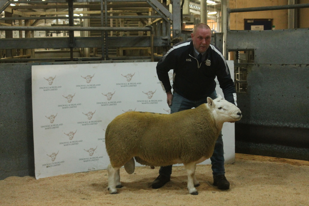 Champion was this two shear ram from J F Irving, Mountbenger, Yarrow, which made £4000