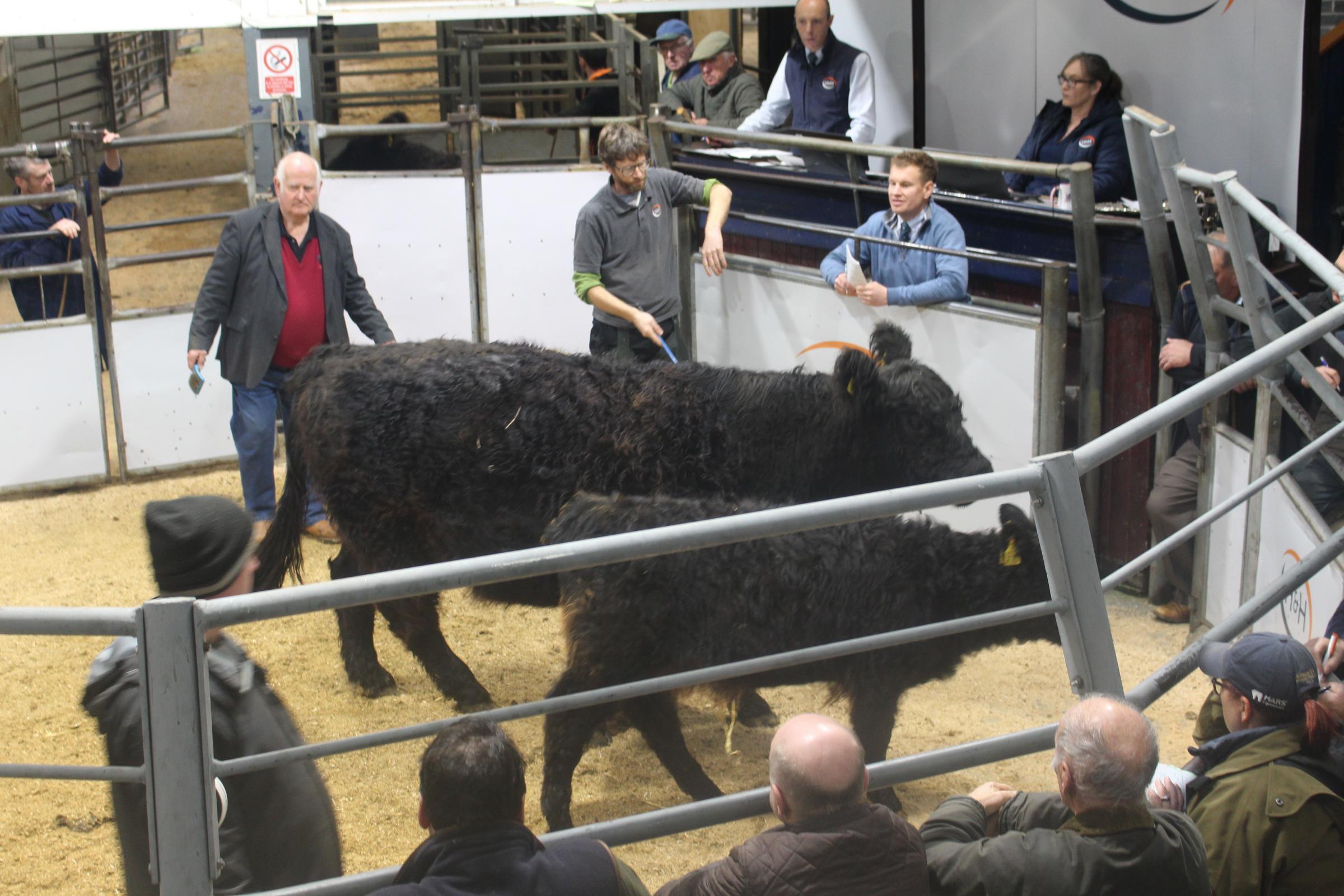 Myrtle 710 of Whitehill and heifer calf sells for 3200gns for Messrs Henderson