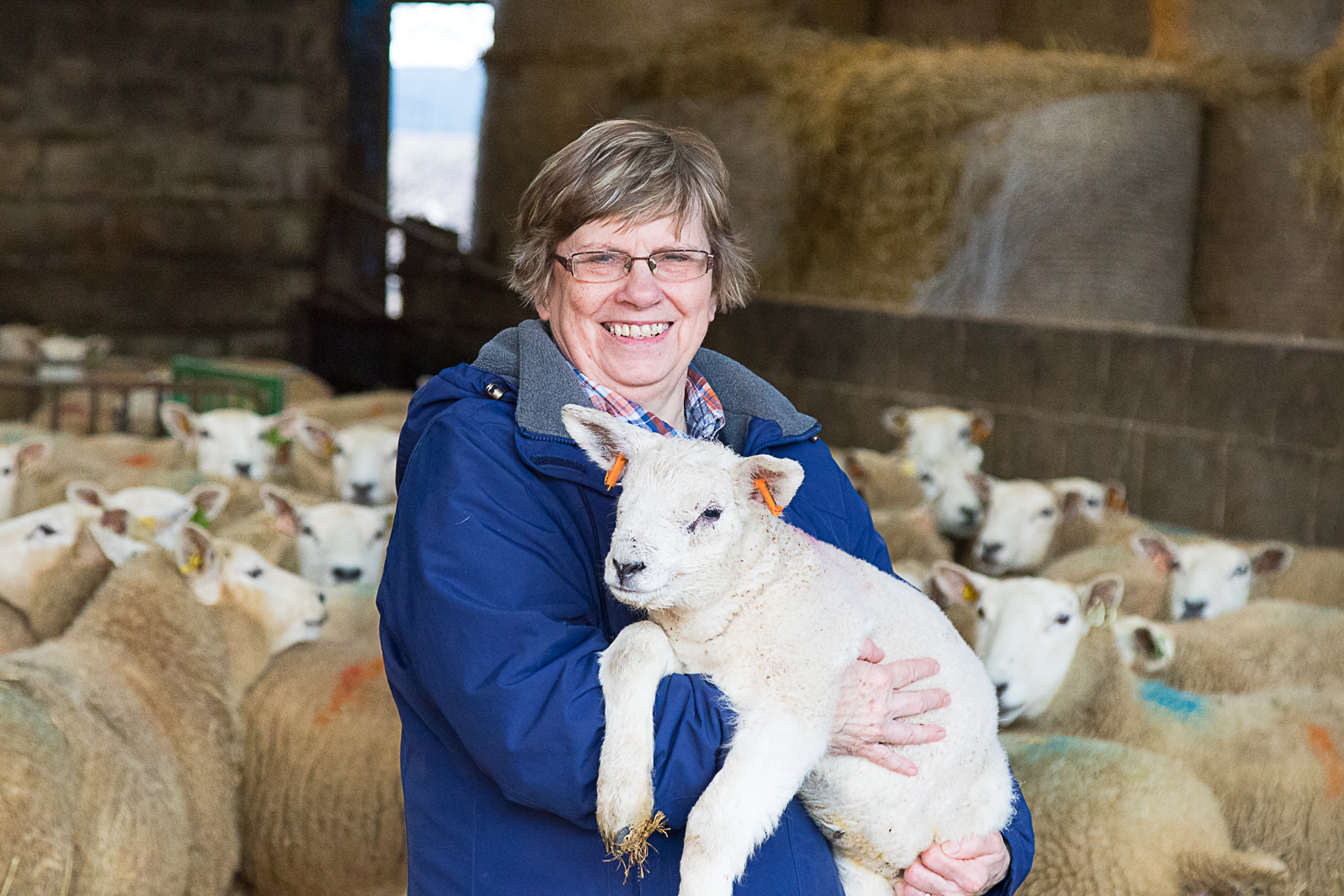 Auto Lamb Feeder To Make Rearing Surplus Lambs Easier The