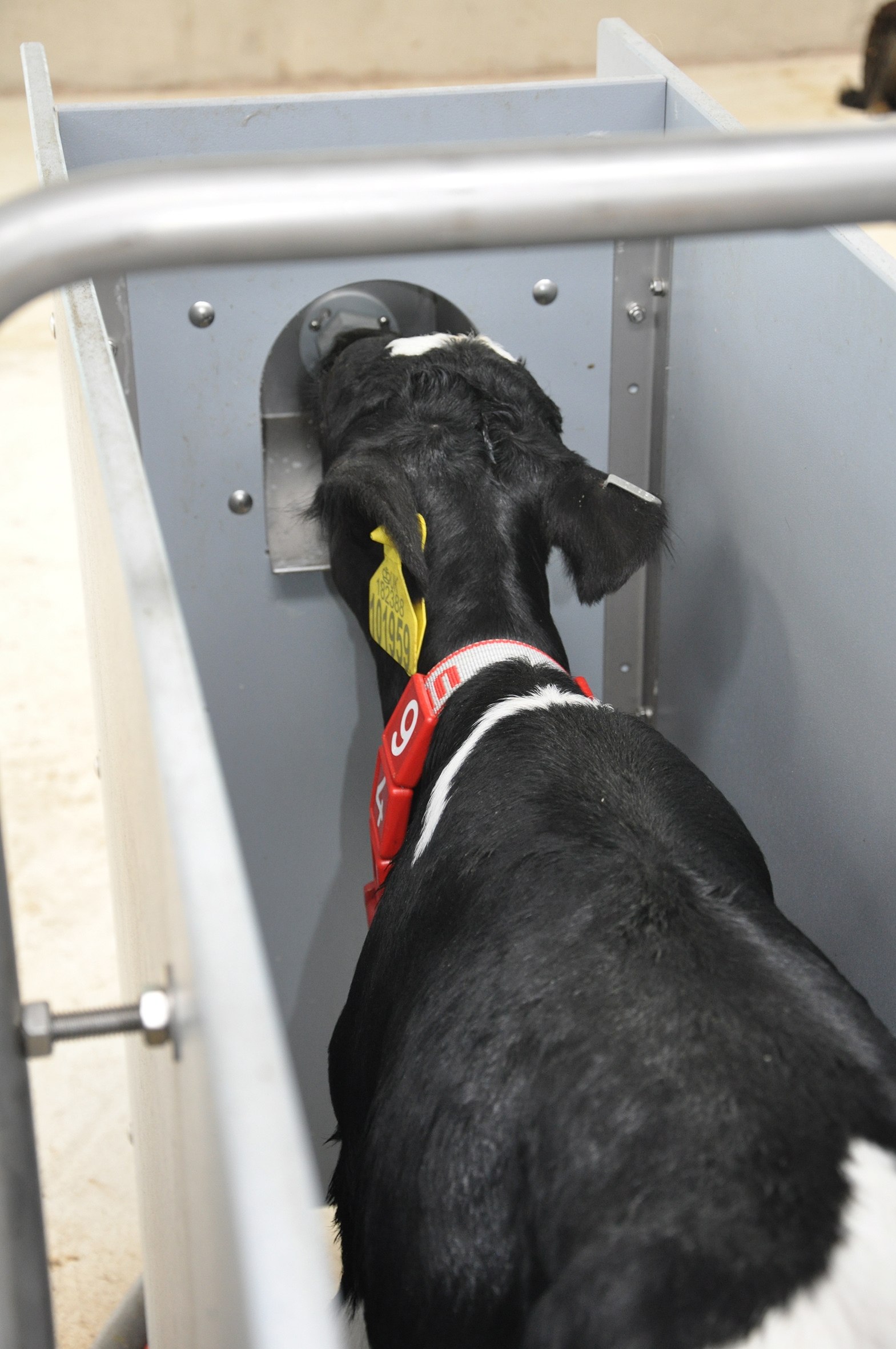 Volac S Urban Pro Calf Feeder Delivers Hygienic System The