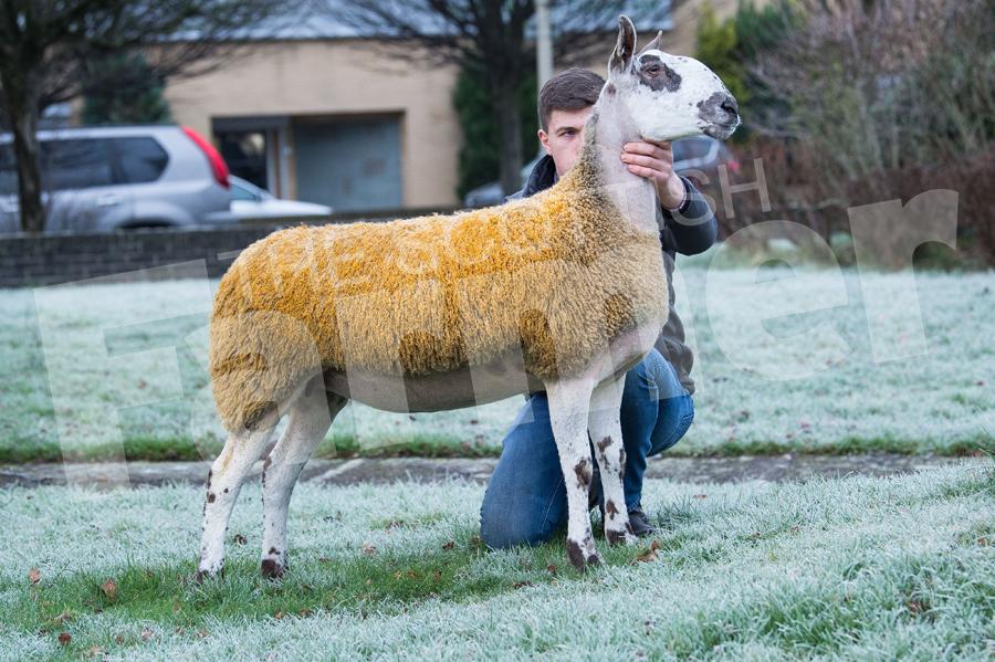 Carlisle BFL Crossing Type Female Sale